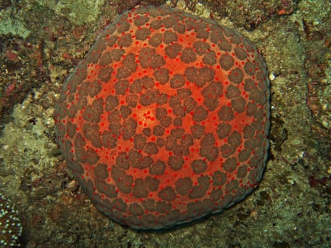 Starfish like pillow for pins. Similan islands
