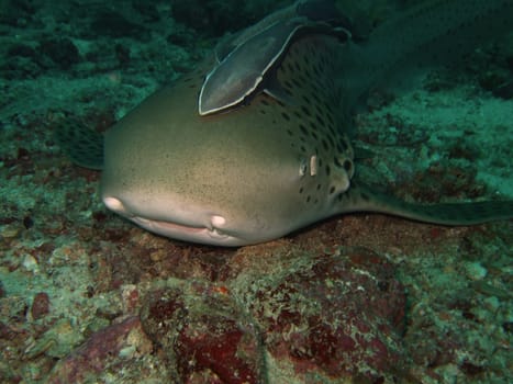 Close-up Leopard shark with echeneis.Similan Islands.