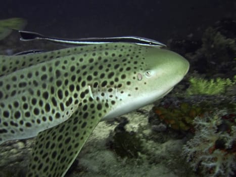 Leopard shark with sticky fish. Similan islands
