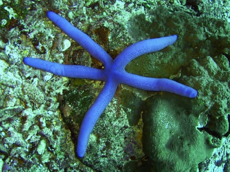 Blue starfish close-up.Similan islands.