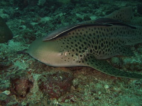 Close-up Leopard shark with echeneis.Similan Islands.