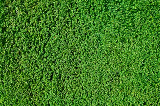 Tightly cropped border hedge texture or background