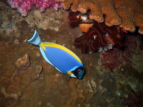 Blue tropical fish and sea lily. Similan islands
