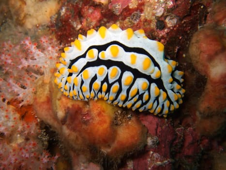 Phyllidia arabica creeping on a coral on depth