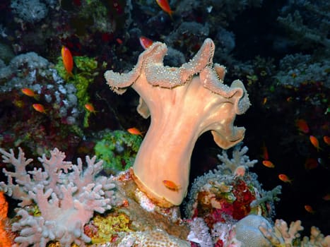 Underwater landscape with Scalefin Anthias and soft coral. Red Sea