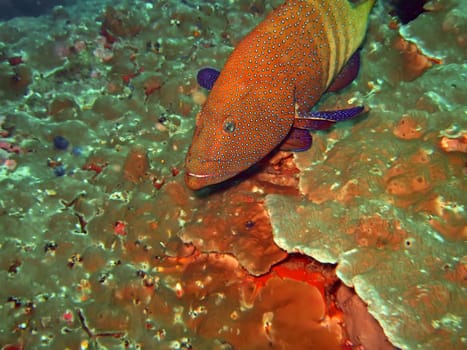 Red close-up grouper. Similan Islands