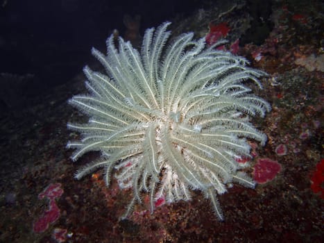 White sea lily close-up. Similan islands
