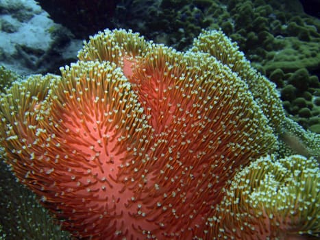 Soft coral. Similan island. Andaman sea.