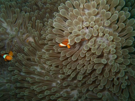 Macro anemone and clownfish. Andaman sea. Similan islands.