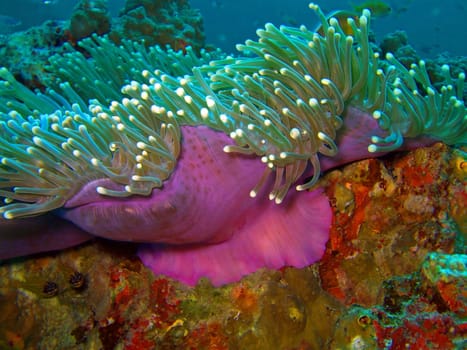 Andaman sea. Similan islands. Macro magenta anemone.