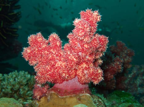 The red soft coral. Similan Islands