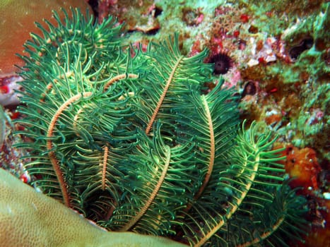 Green sea lily close-up. Similan islands
