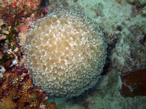 Bubble anemone. Similan island. Andaman sea.