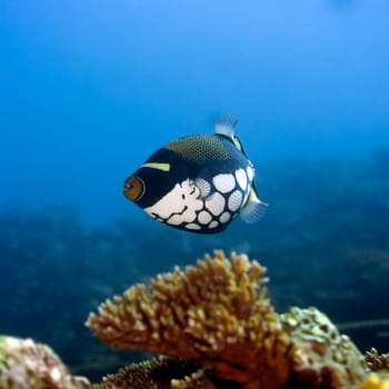 Tropical fish  Clown Triggerfish (Balistoides conspisillum). Maldives. Indian ocean. Addu atoll.