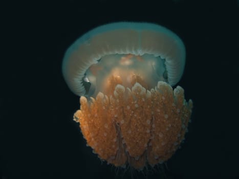 Jellyfish in depth similar to a celestial in space