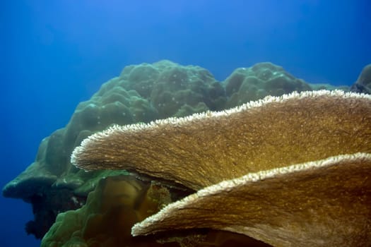 Table coral and Stony coral. Maldives. Indian ocean. Addu atoll.