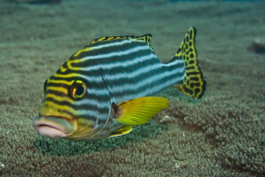Tropical fish Oriental sweetlips (Plectorhynchus Orientalis). Maldives. Indian ocean. Addu atoll.