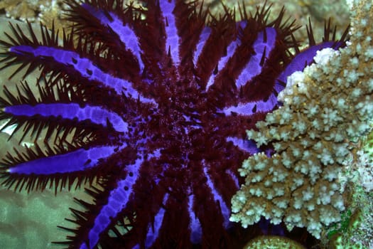 Crown of Thorns (Acanthaster planci). Maldives. Indian ocean. Addu atoll.