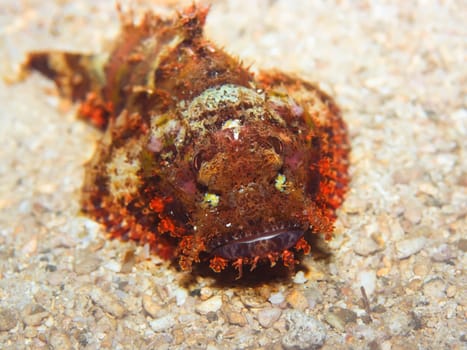 Scorpionfish on the bottom underwater.