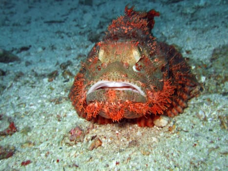Scorpionfish on the bottom underwater. Borneo island