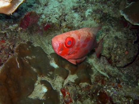 Red tropical fish in deep close-up. Similan islands