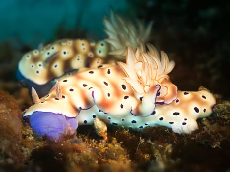 Two Nudibranches on a coral close-up.