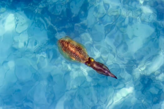 Squid