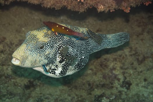 Tropical fish Scribbed Pufferfish (Arothron mappa). Maldives. Indian ocean. Addu atoll.