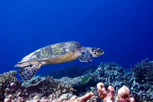 Imbricated Turtle (Eretmochelus imbricata) close-up. Maldives. Indian ocean. Addu atoll.