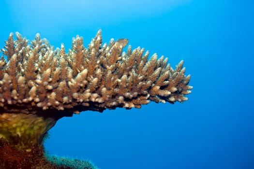 Hard coral and Horseshoe Howkfish. Maldives. Indian ocean. Addu atoll.