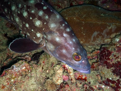 Tropical fish. Andaman sea. Similan islands