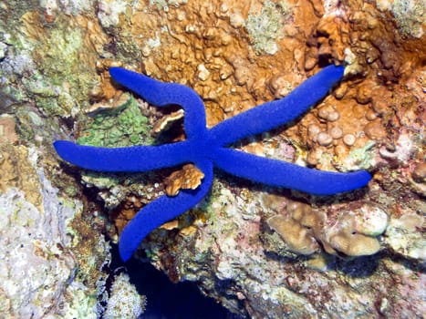 Blue starfish underwater.