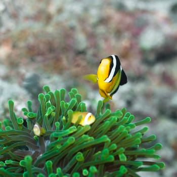 Clark&#039 s Anemonefish (Amphiprion clarkii) Maldives. Indian ocean. Addu atoll.