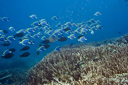 Underwater landscape with school of Blue Surgeonfishes (Acanthurus leucosternon).  Maldives. Indian ocean. Addu atoll.
