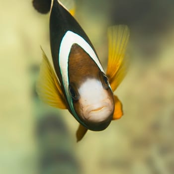 Clark&#039 s Anemonefish (Amphiprion clarkii). Indian ocean.