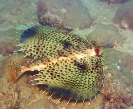 Tropical fish Commonhelmet Gurnard (Dactyloptena orientalis). Indo-pascific ocean