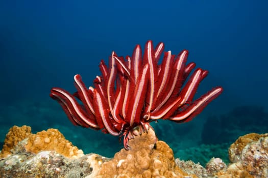Underwater landscape with Feather star and coral