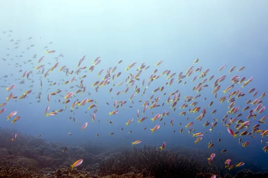 Colony of Yellow tail Anthias. Maldives. Indian ocean. Addu atoll.