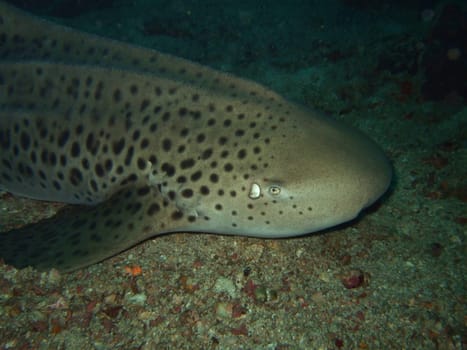 Macro Leopard shark in the ocean.Similan Islands.