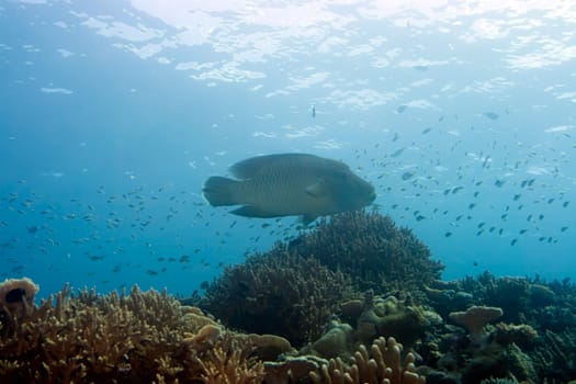 Tropical fish Napoleon underwater in coral garden. Maldives. Indian ocean. Addu atoll.
