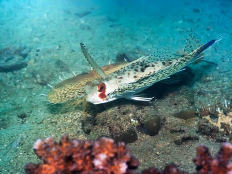 Tropical fish Commonhelmet Gurnard (Dactyloptena orientalis). Indo-pascific ocean