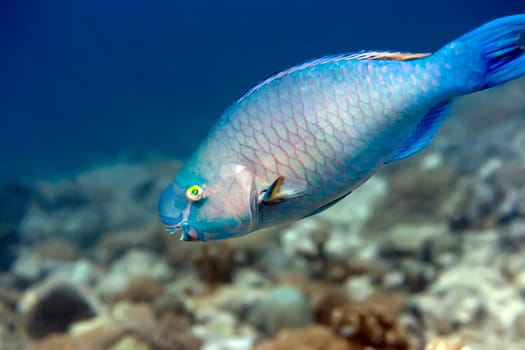 Tropical fish Parrotfish underwater in coral garden. Maldives. Indian ocean. Addu atoll.