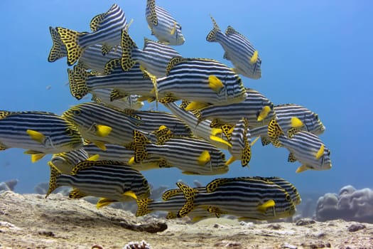 School of Tropical fishes Oriental sweetlips (Plectorhynchus Orientalis). Maldives. Indian ocean. Addu atoll.