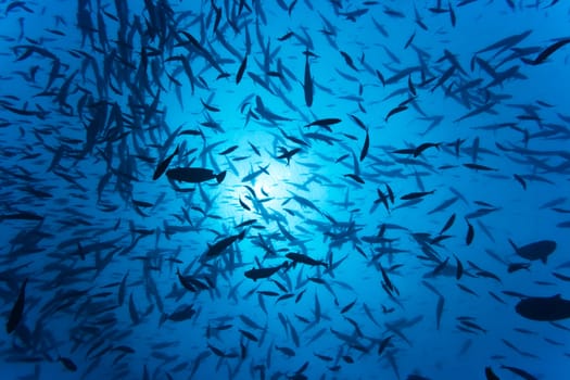 School of tropical fishes underwater