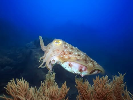 Cuttlefish underwater. Pacific ocean
