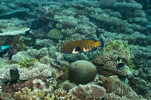 Tropical fish Grouper underwater in coral garden.  Maldives. Indian ocean. Addu atoll.