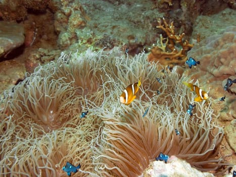 Orange-finned clownfish and Anemone. Indo-pasific ocean.