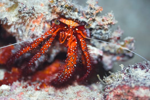 Crab in shell underwater. Borneo island