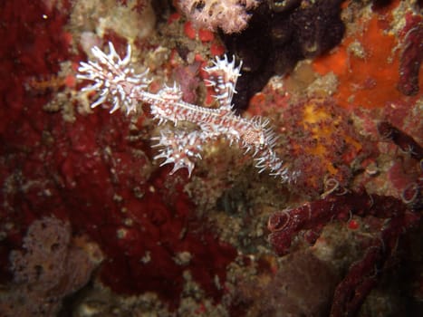 Close-up fish similar to a ghost. Similan islands
