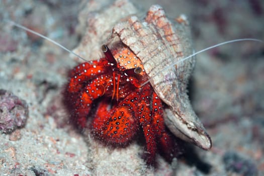 Crab in shell. Borneo island